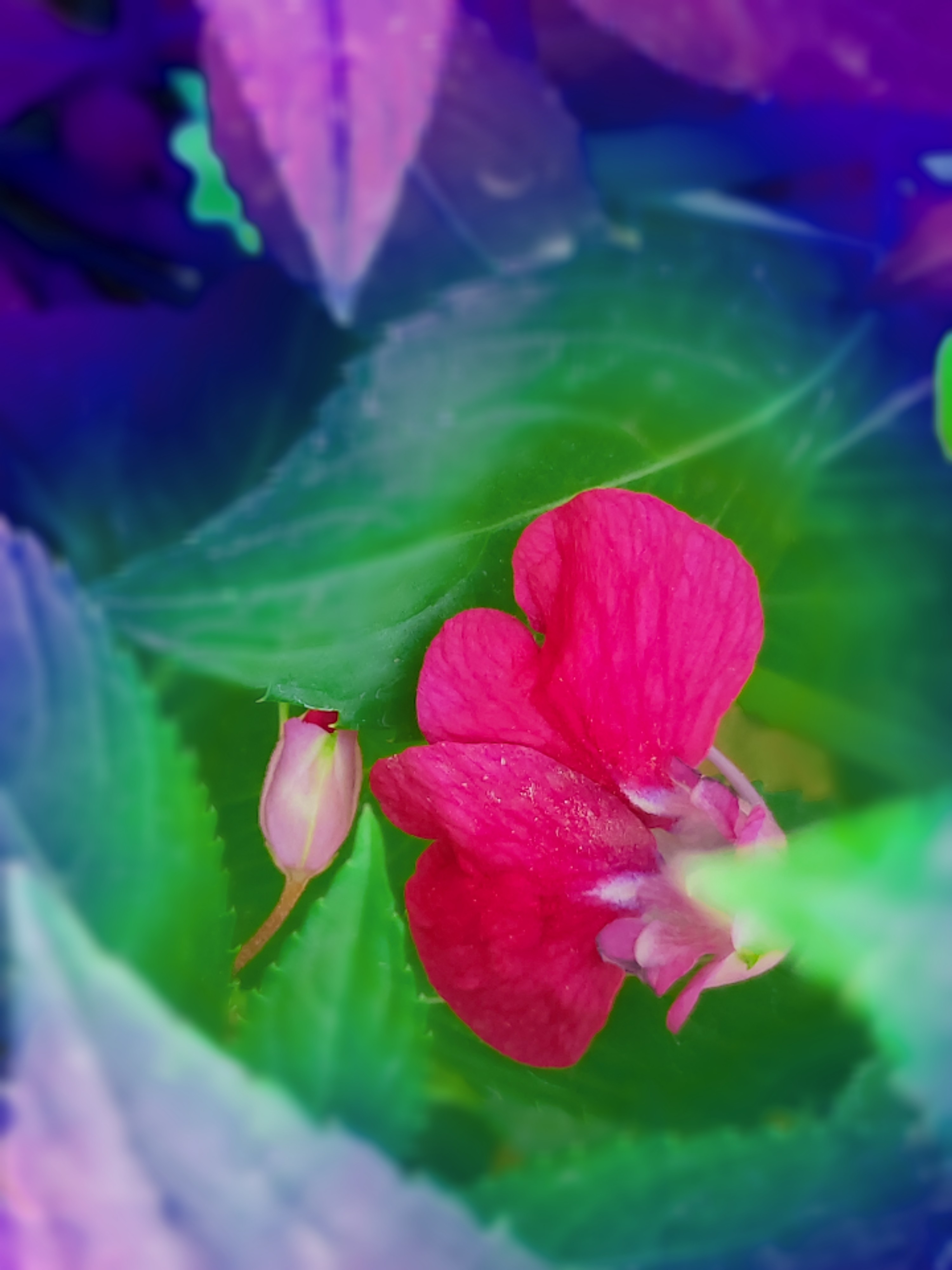 Duotone flower effect