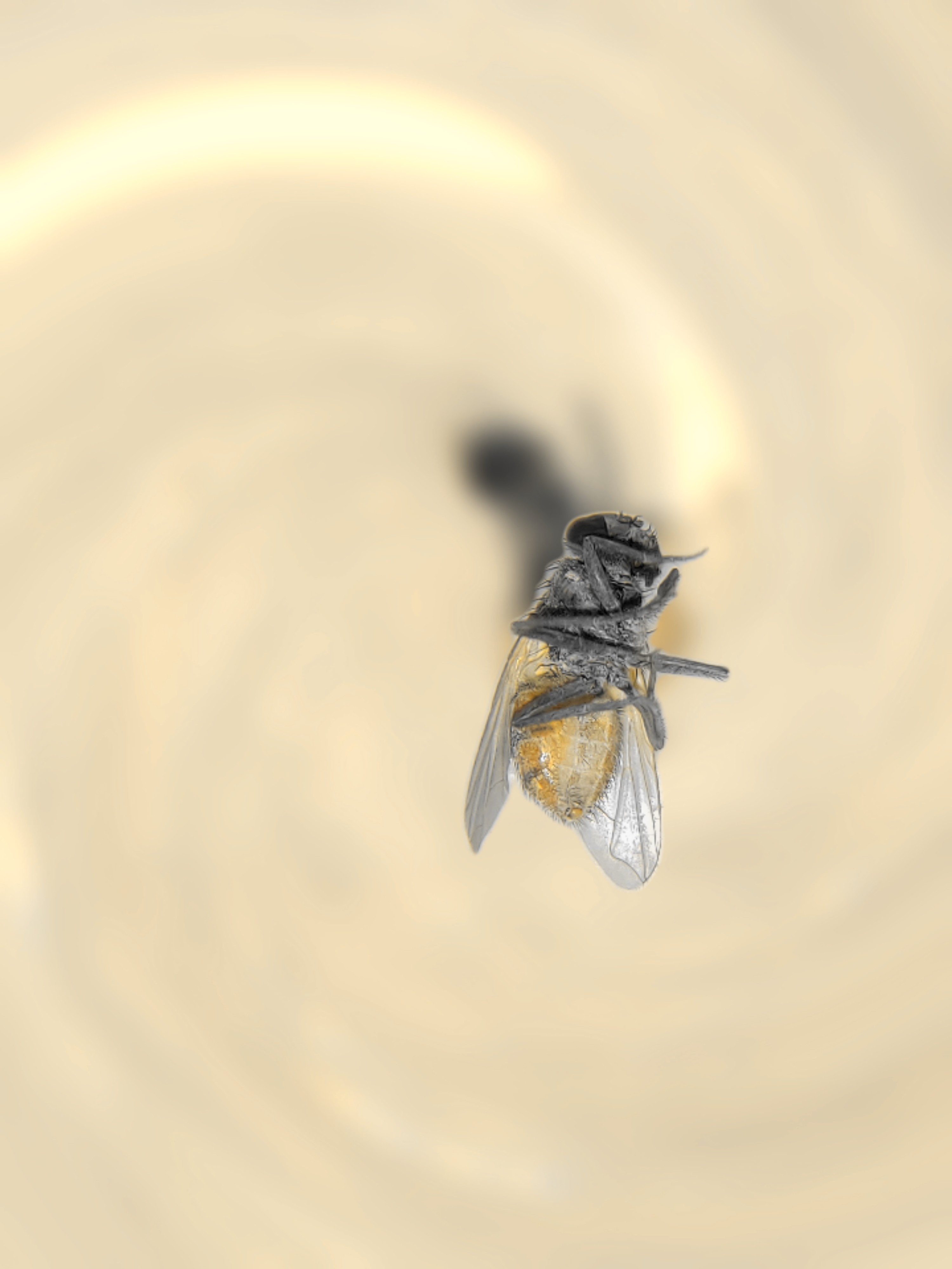 Fly photo with swirl effect