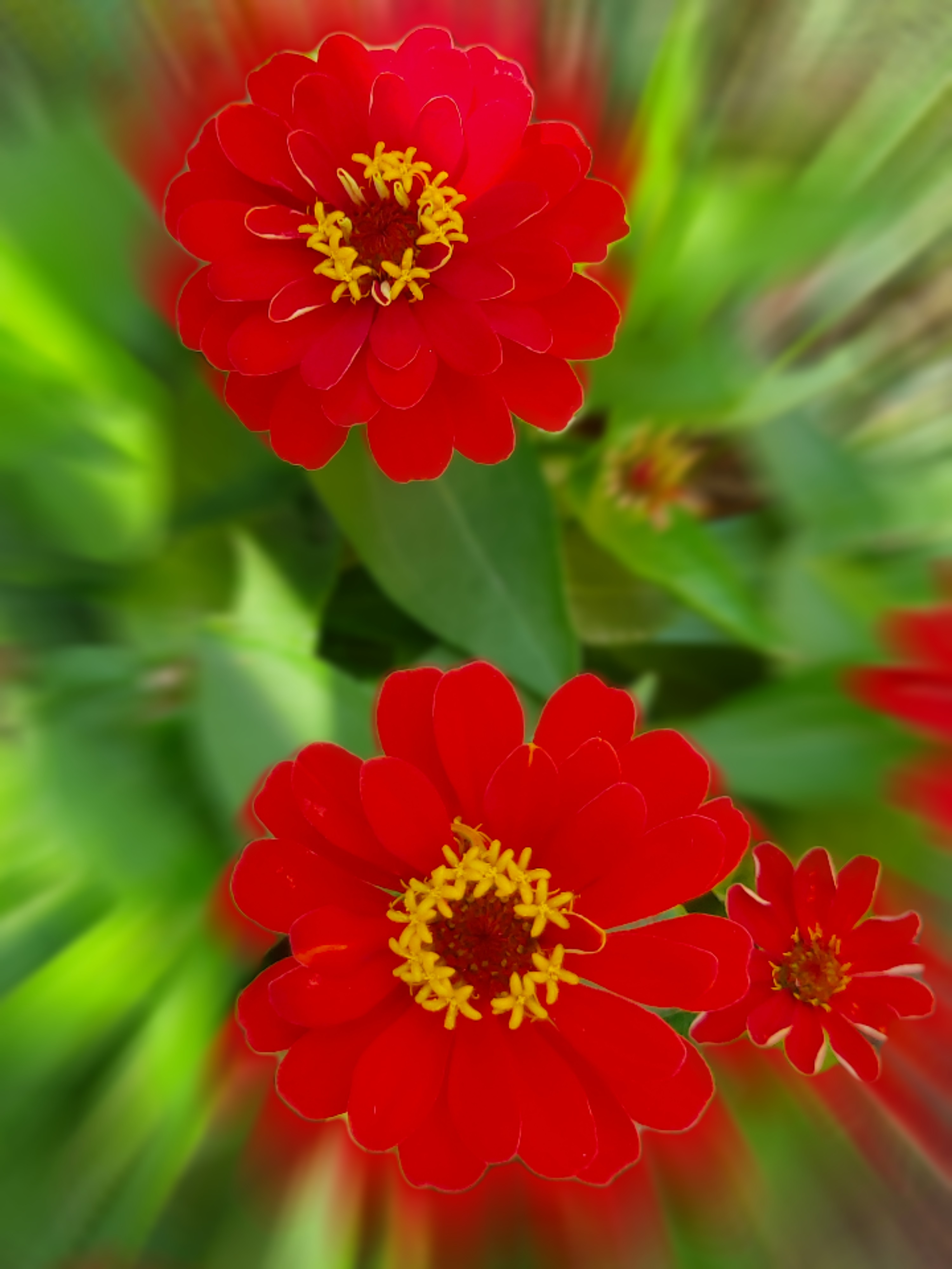 Zoom burst flower effect